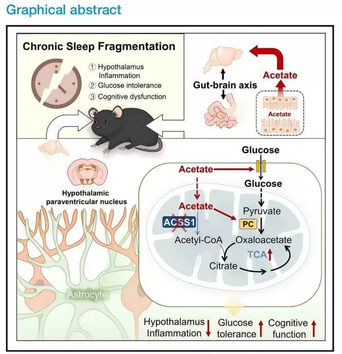 Acetate Enables Metabolic Fitness And Cognitive Performance During Sleep Disruption figure 4